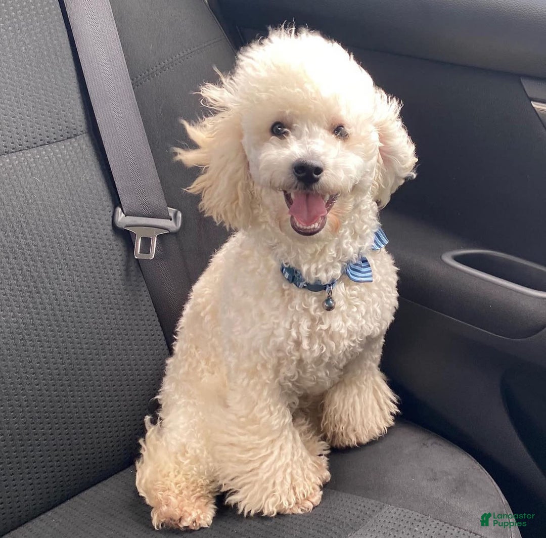 Toy Poodle dogs for sale: Jasper - Image 5