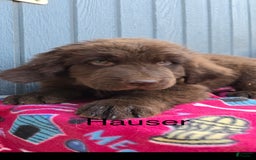 Newfoundland dogs for sale: Hauser - Image 1