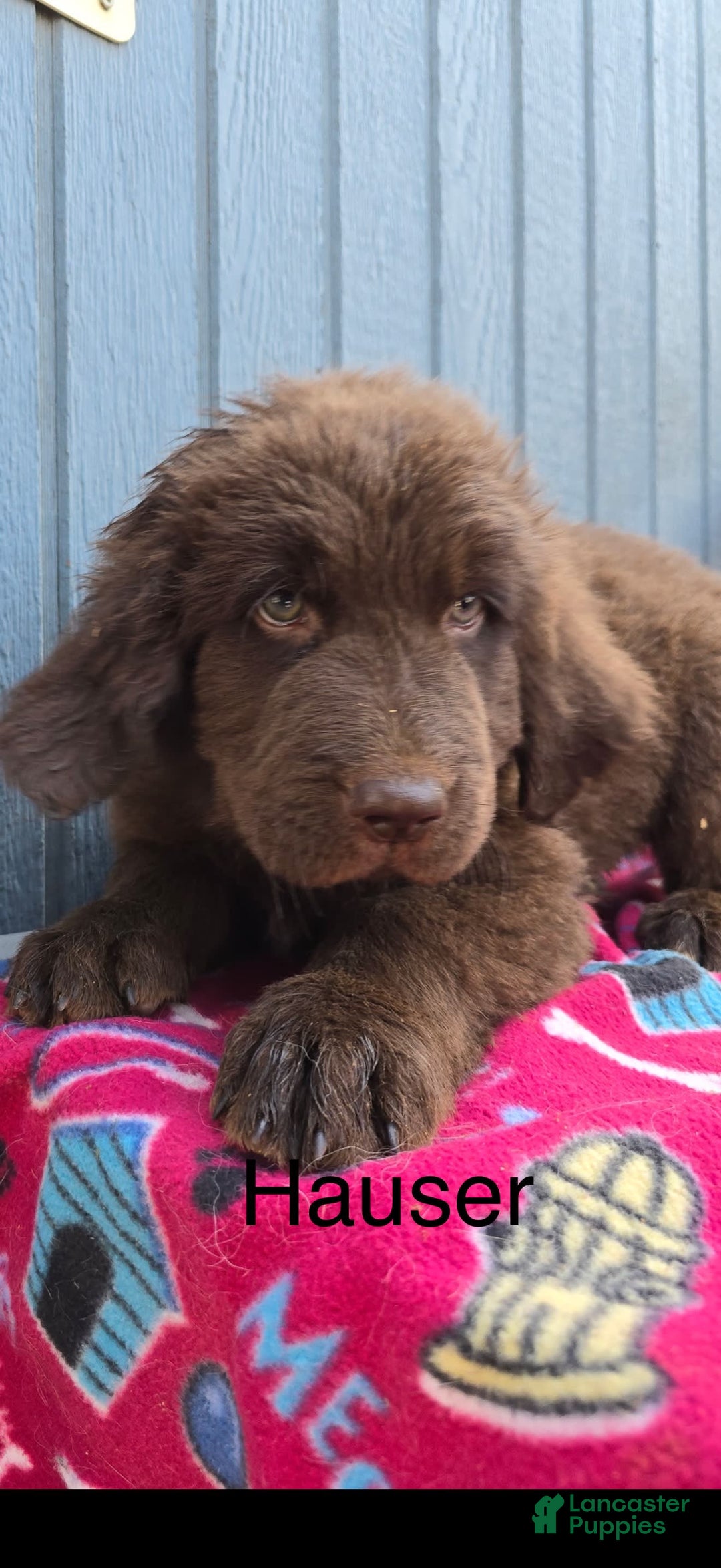 Newfoundland dogs for sale: Hauser - Image 1