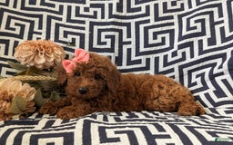 Mini Goldendoodle dogs for sale: Juliet Genetic Testing - Image 3
