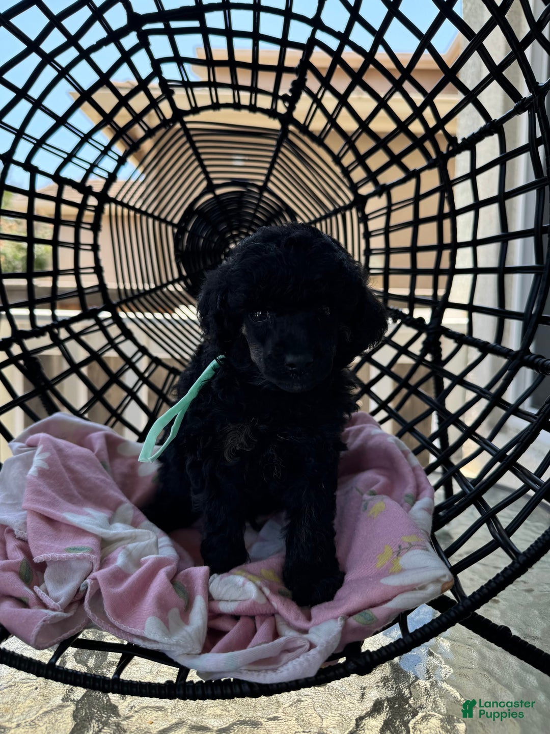 Miniature Poodle dogs for sale: Wolverine - Image 5