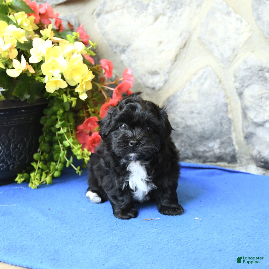 Teddy Bear dogs for sale: Kelly - Image 2