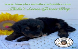 Mini Bernedoodle dogs for sale: Aelas Lime Green Boy - Image 3
