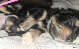 Chihuahua dogs for sale: Long Hair Black/Tan Boy - Image 3