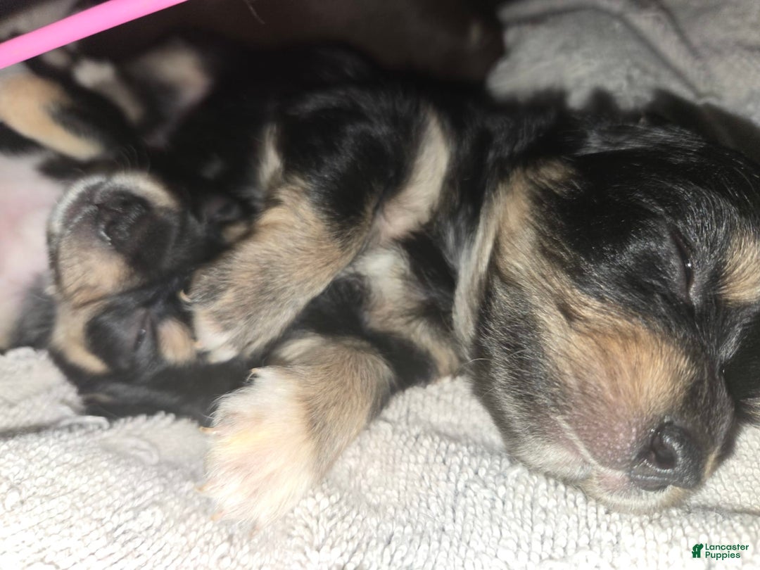 Chihuahua dogs for sale: Long Hair Black/Tan Boy - Image 3