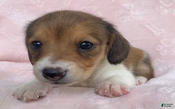 Miniature Dachshund dogs for sale: Baby Clover - Image 4