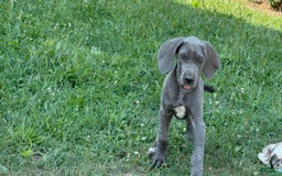 Great Dane dogs for sale: Great Dane 4 puppies - Image 16