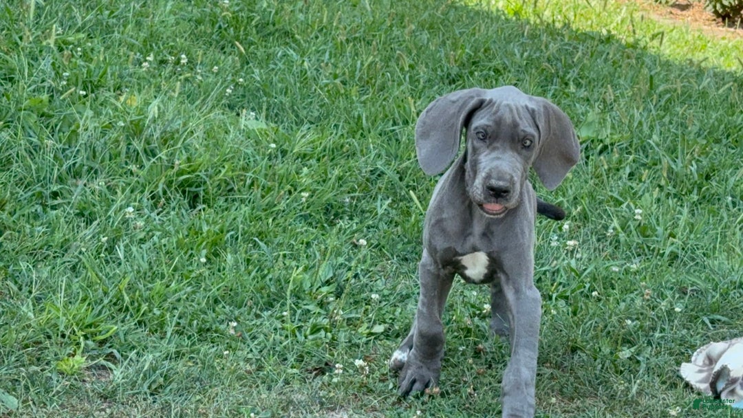Great Dane dogs for sale: Great Dane 4 puppies - Image 16