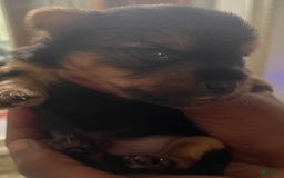 Yorkshire Terrier dogs for sale: Buddy - Image 5