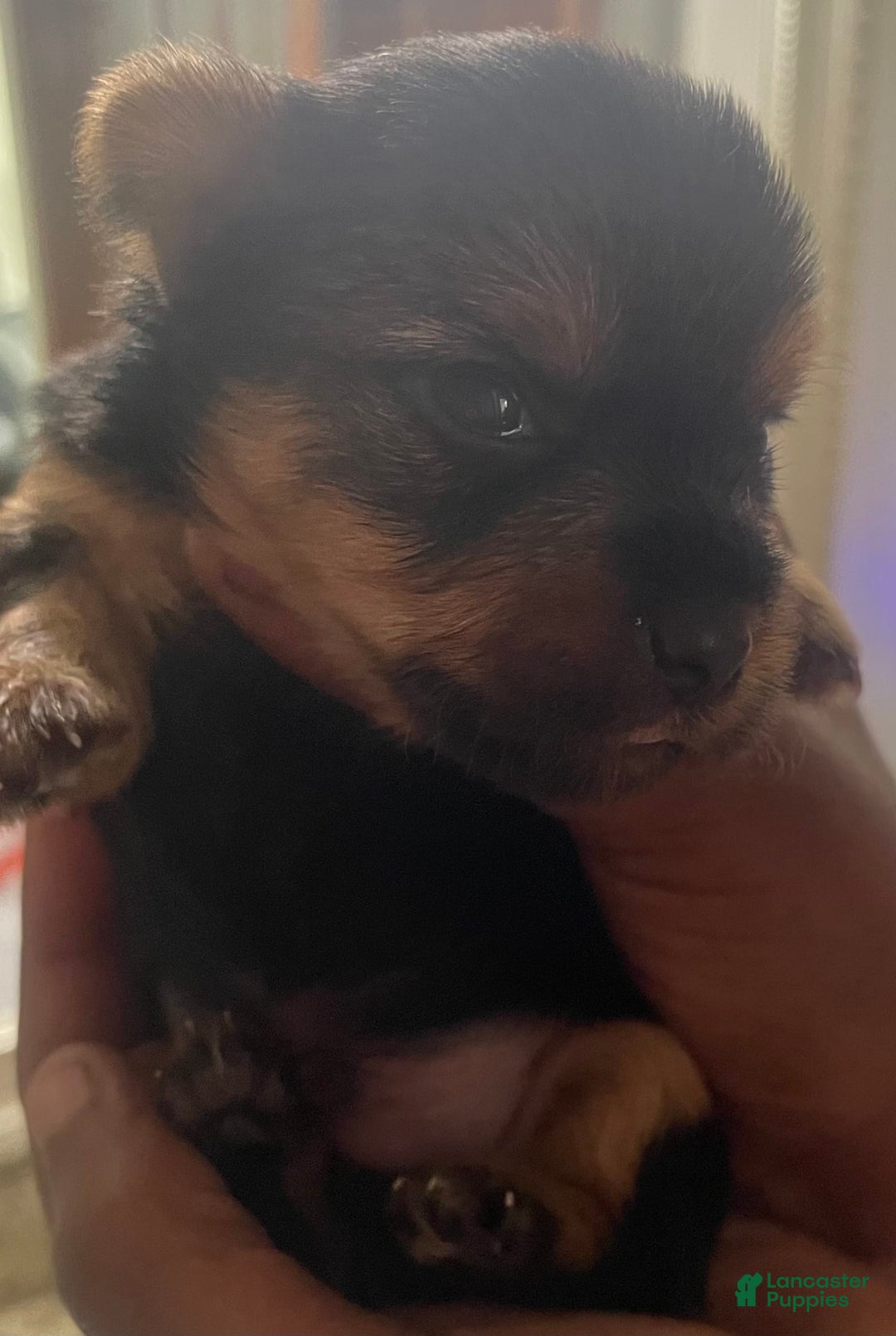 Yorkshire Terrier dogs for sale: Buddy - Image 5