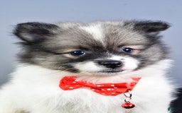 Pomeranian dogs for sale: Sanford - Image 2
