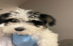 Maltipoo dogs for sale: Chanel - Image 3