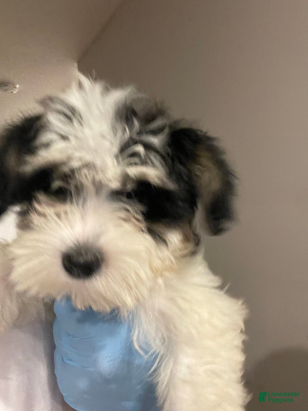 Maltipoo dogs for sale: Chanel - Image 3