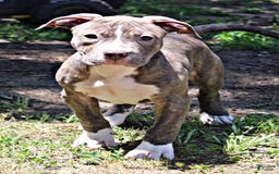 American Bully dogs for sale: Male 1 - Image 1