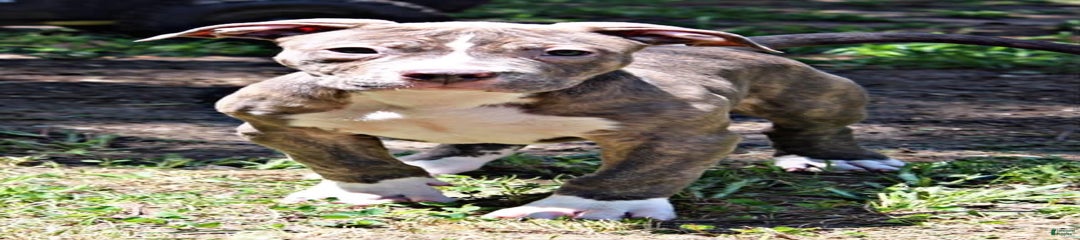 Male 1