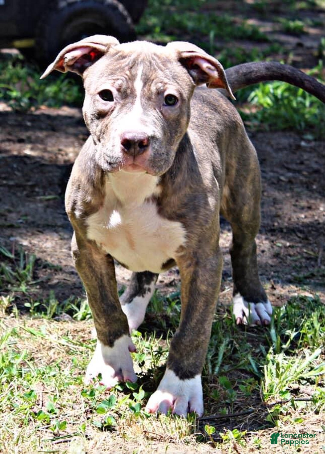 American Bully dogs for sale: Male 1 - Image 1