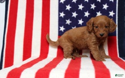 Mini Goldendoodle dogs for sale: Preston - Image 4