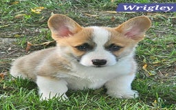 Welsh Corgi Pembroke dogs for sale: Wrigley - Image 2