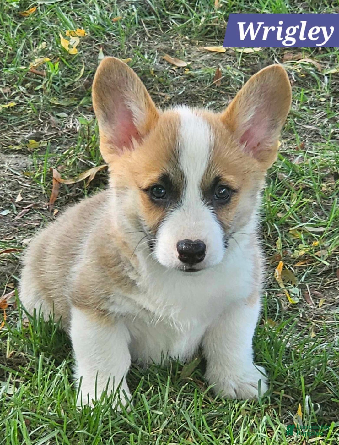 Welsh Corgi Pembroke dogs for sale: Wrigley - Image 2