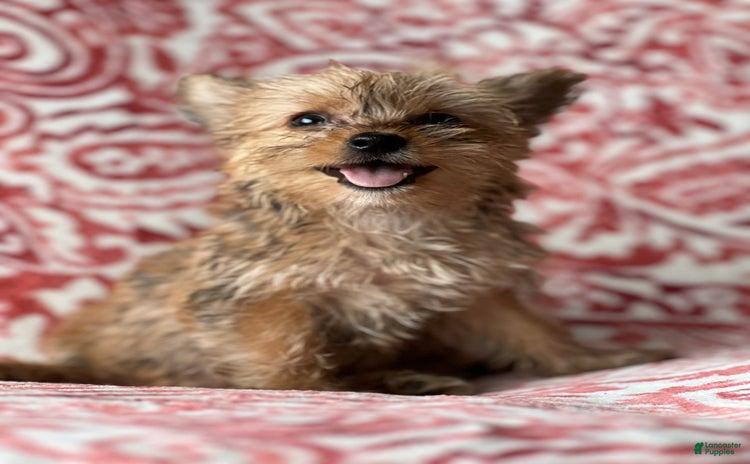 Morkie dogs for sale - Ad 5