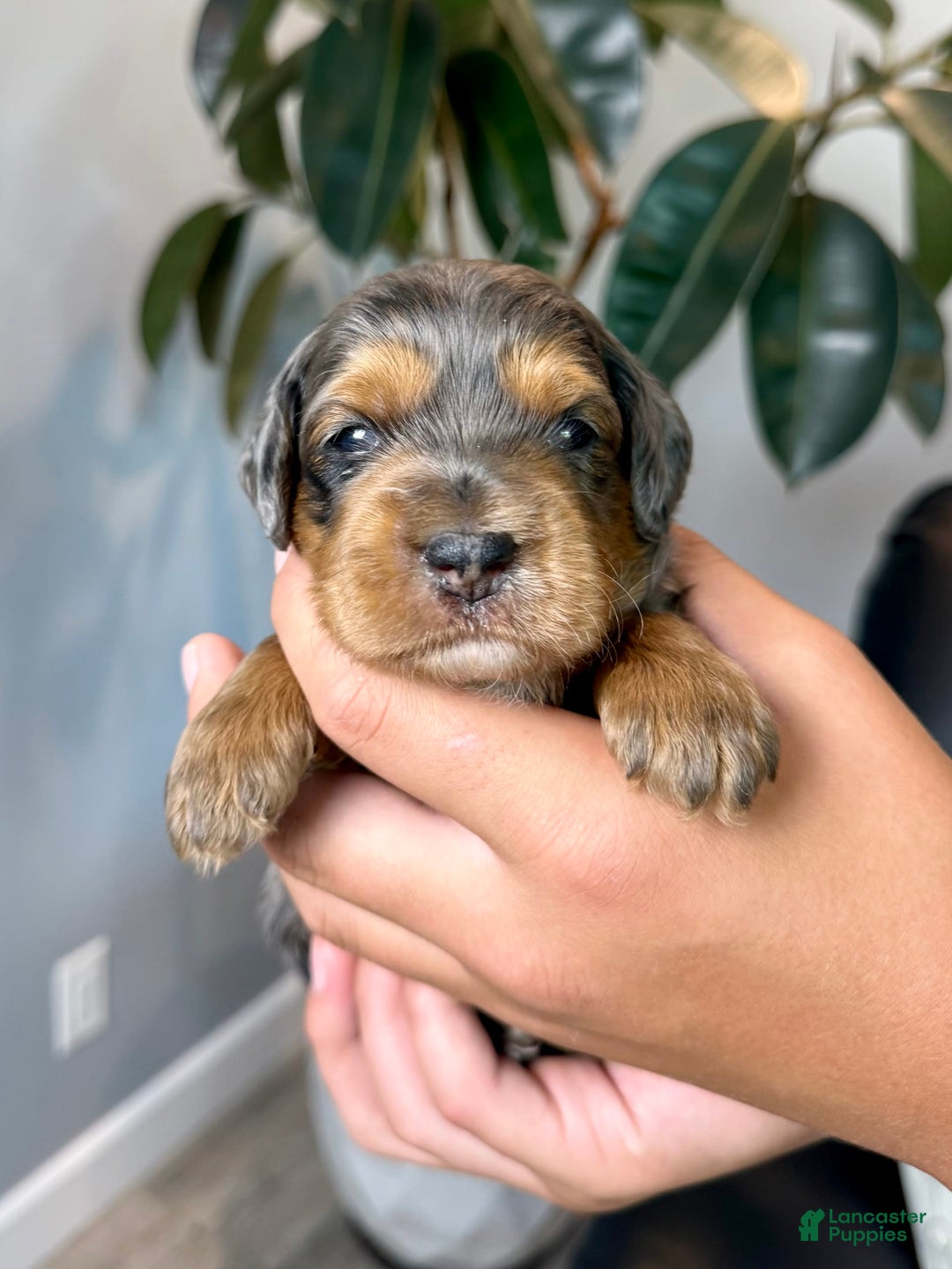 Mini Goldendoodle dogs for sale: Milo - Health tested - Image 1