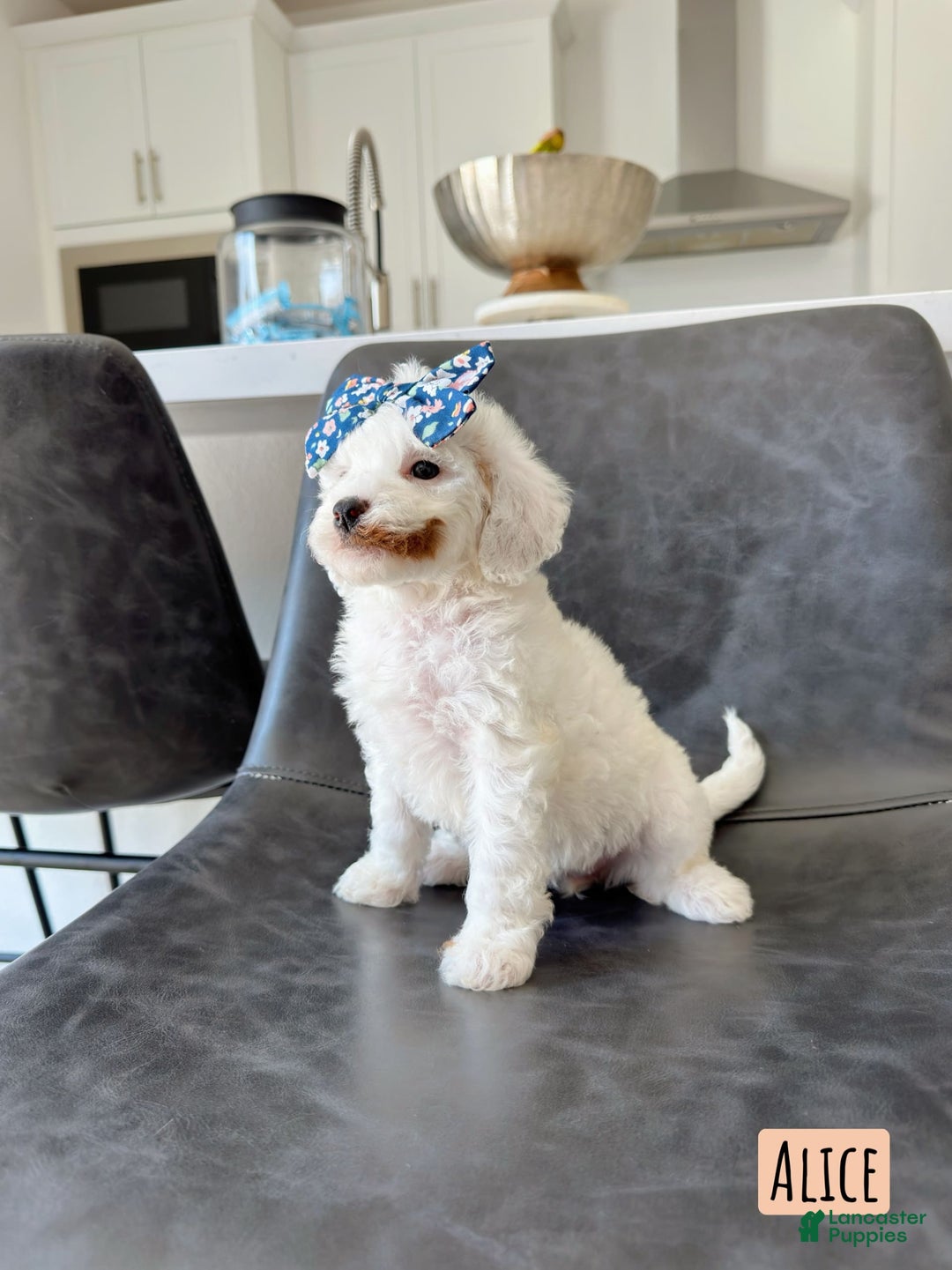 Mini Goldendoodle dogs for sale: Petite Alice - Image 7