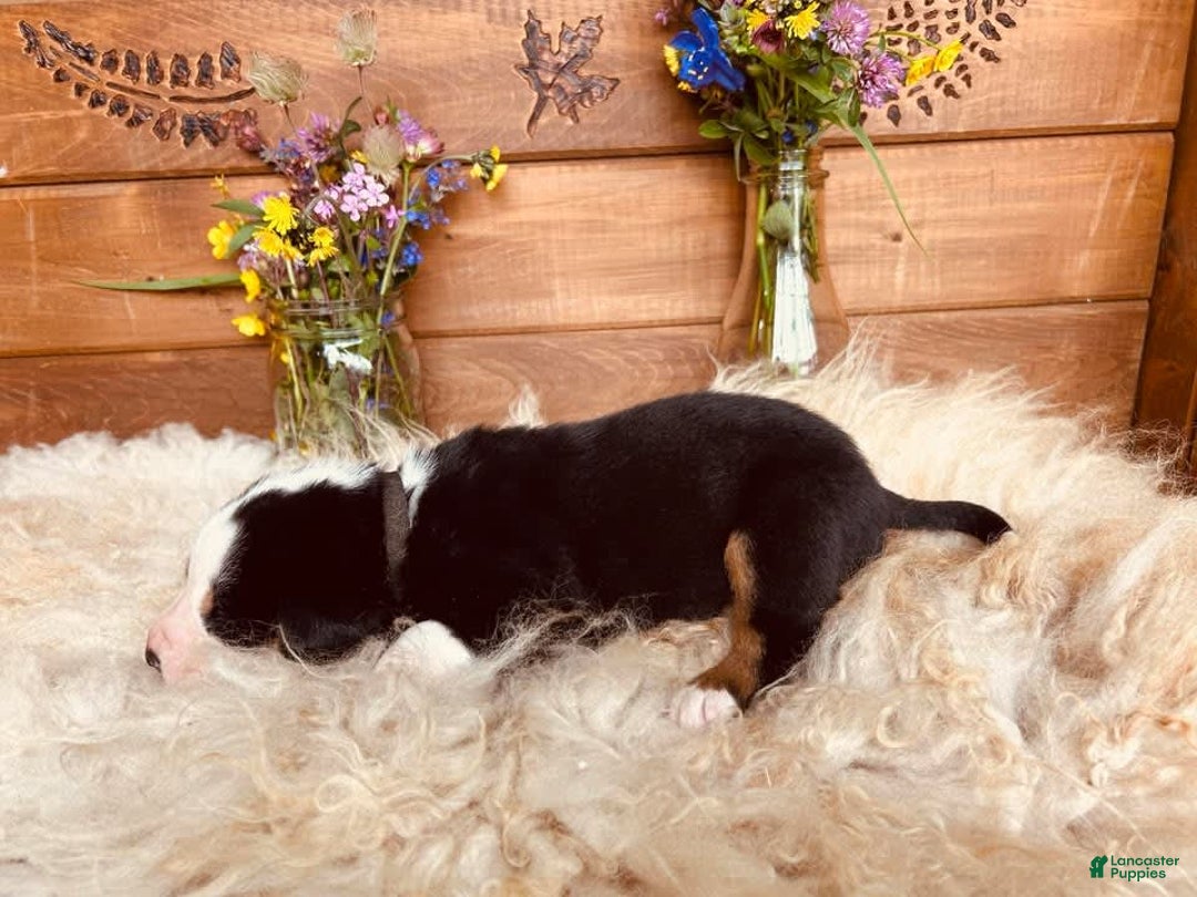 Greater Swiss Mountain Dog dogs for sale: Mr Black - Image 6