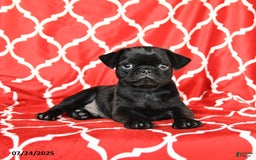 Pug dogs for sale: Leo - Image 4