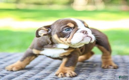 English Bulldog dogs for sale: Sadie - Image 7