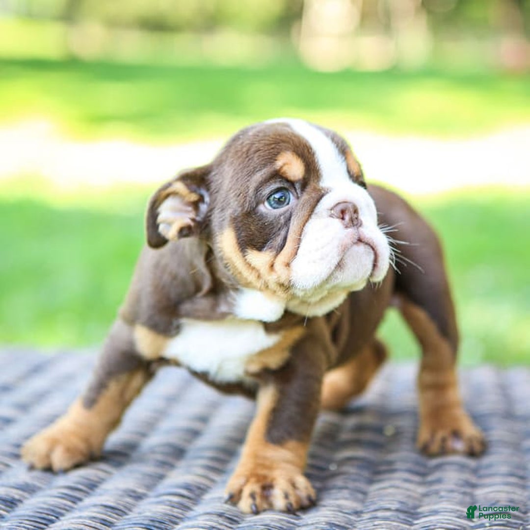 English Bulldog dogs for sale: Sadie - Image 7