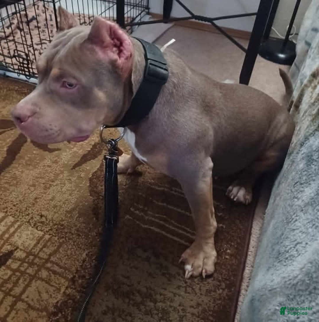 American Pit Bull Terrier dogs for sale: Baby Boy - Image 5