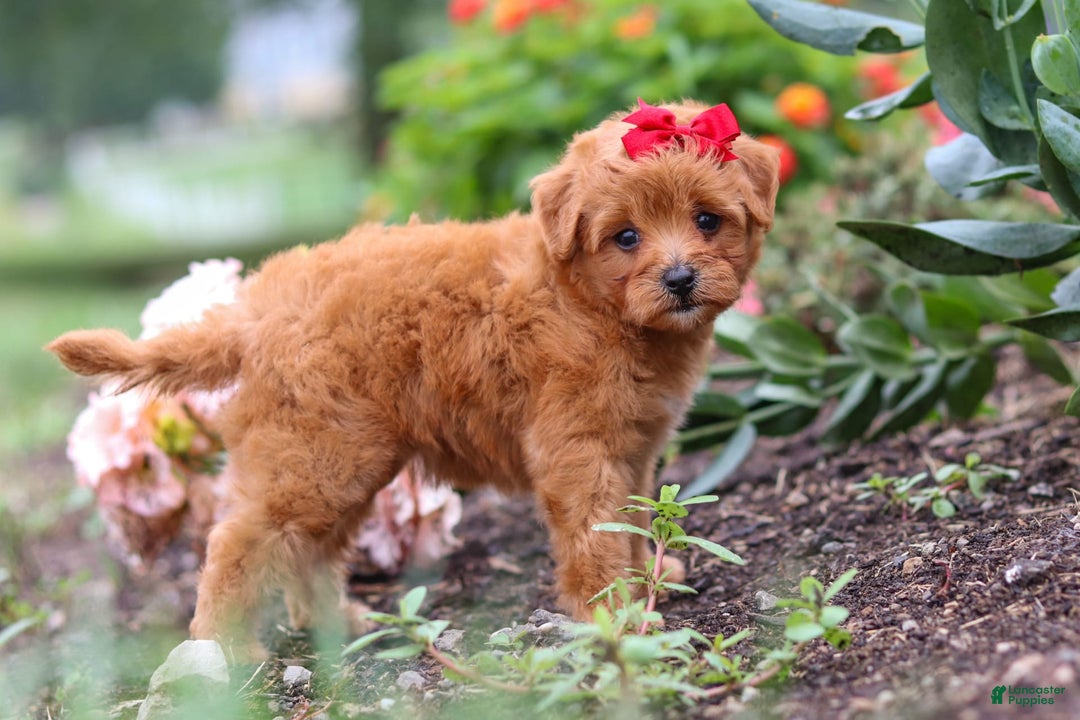 Maltipoo dogs for sale: Sophie - Image 7