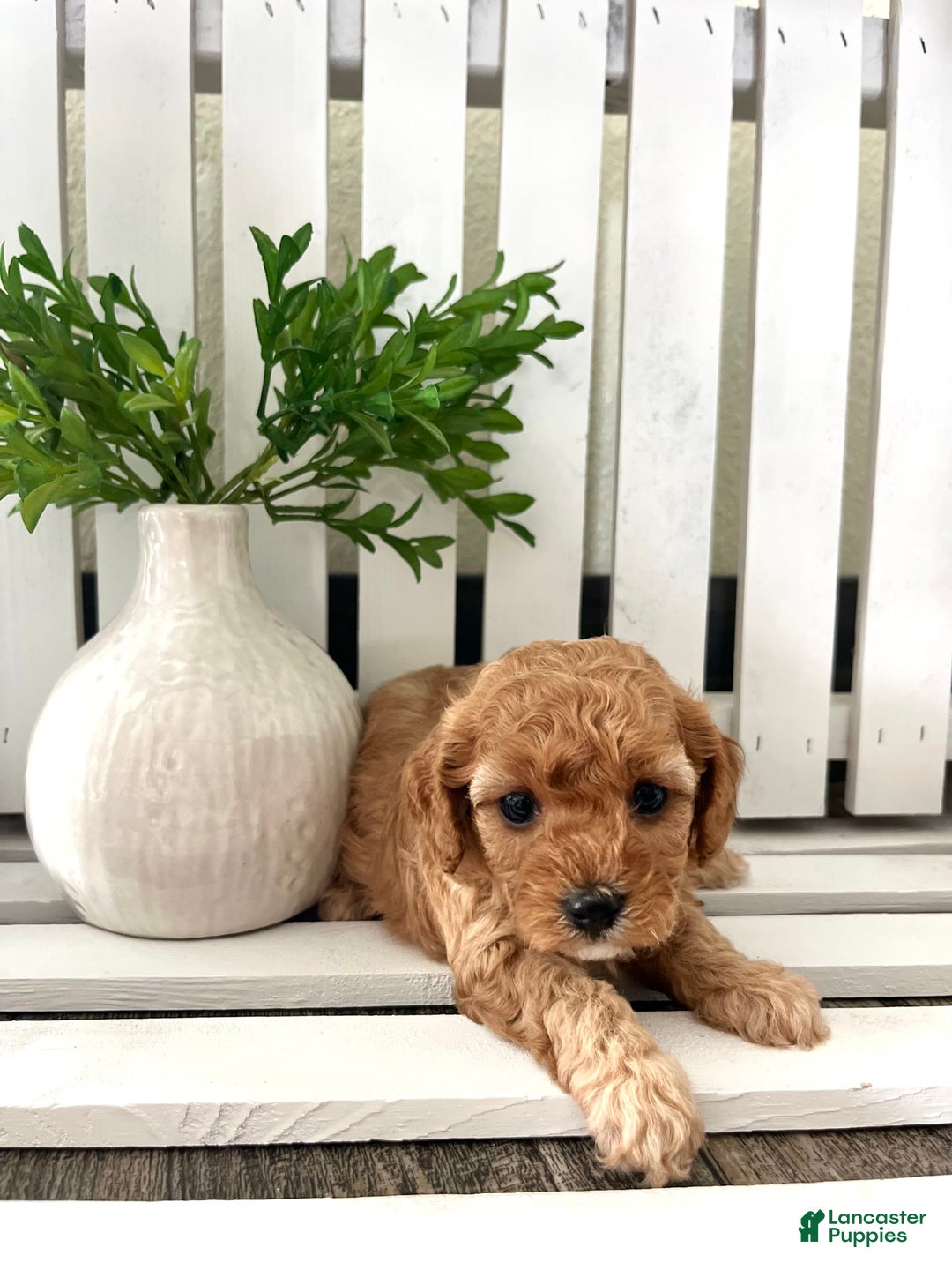 Cavapoo dogs for sale: Sterling - Image 1