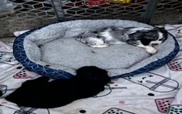 Cocker Spaniel dogs for sale: Black Male 1 - Image 1