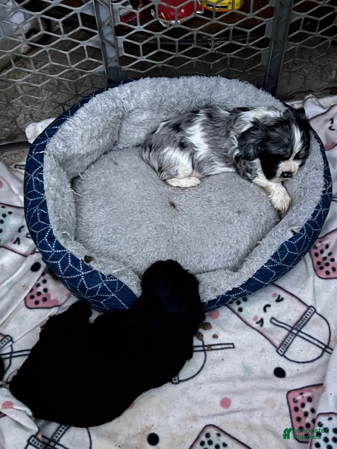 Cocker Spaniel dogs for sale: Black Male 1 - Image 1