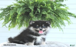 Pomsky dogs for sale: Baxter - Image 4