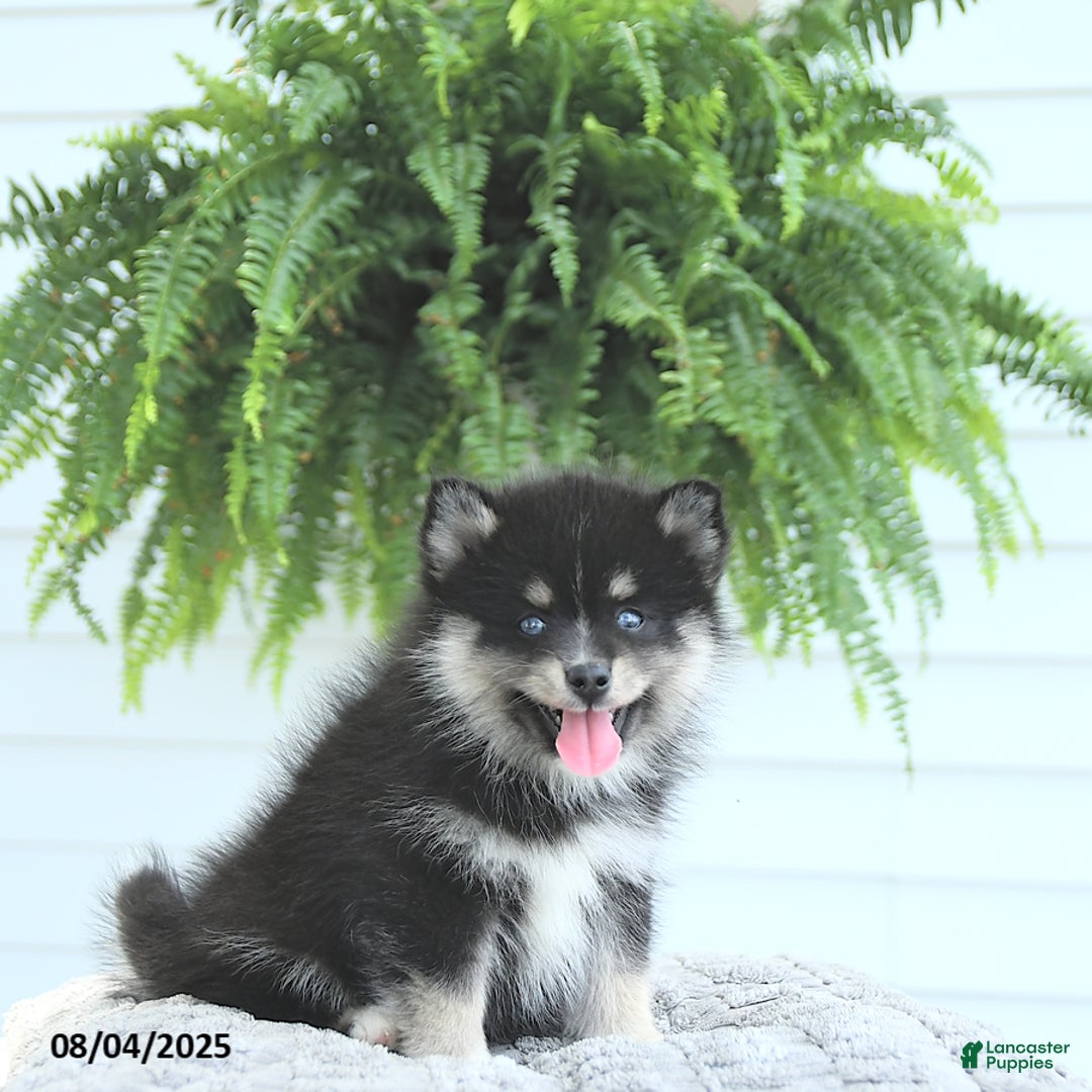 Pomsky dogs for sale: Baxter - Image 4