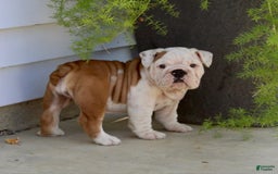 English Bulldog dogs for sale: Whitney - Image 6
