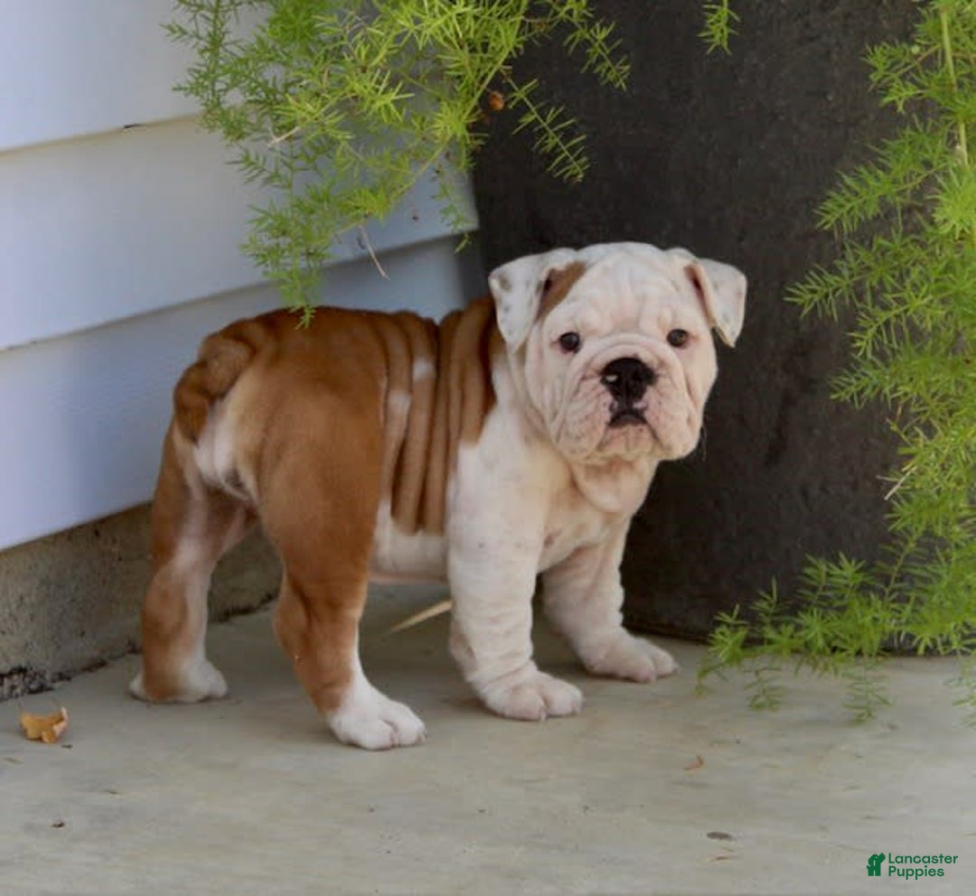 English Bulldog dogs for sale: Whitney - Image 6