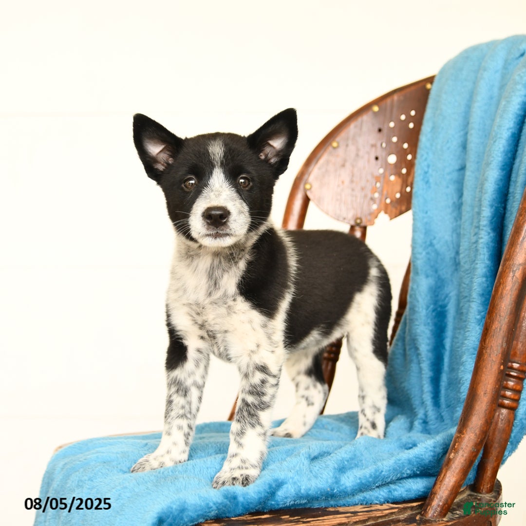 Australian Cattle Dog dogs for sale: Carly - Image 3