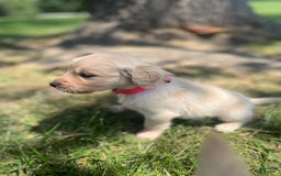 Golden Retriever dogs for sale: Golden Retriever 9 puppies - Image 26