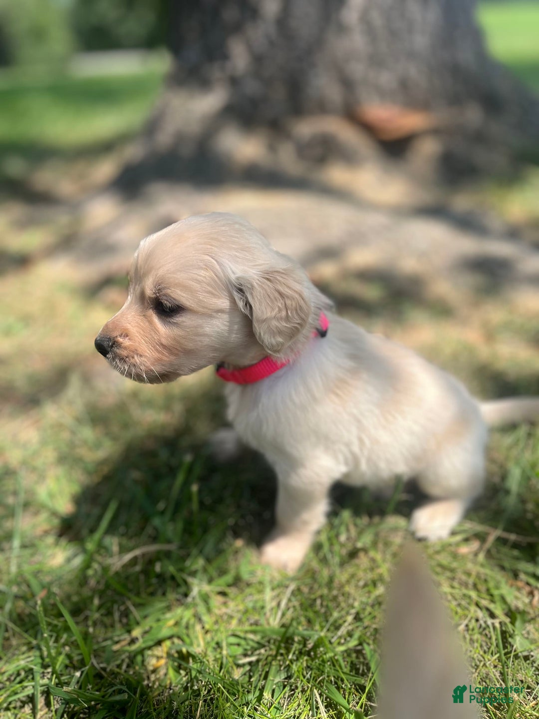 Golden Retriever dogs for sale: Golden Retriever 9 puppies - Image 26