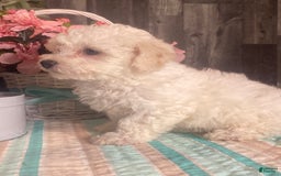 Bichon Frise dogs for sale: Bandit - Image 7