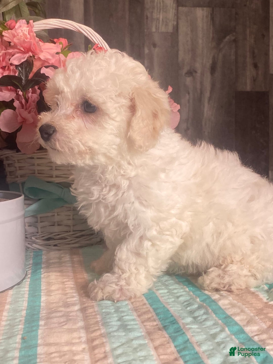 Bichon Frise dogs for sale: Bandit - Image 7