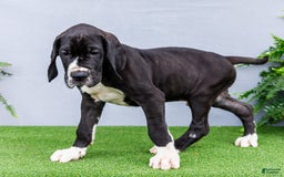 Great Dane dogs for sale: Trever - Image 10