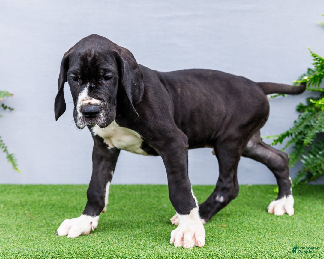 Great Dane dogs for sale: Trever - Image 10