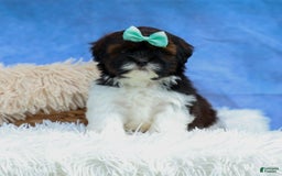 Shihpoo dogs for sale: King - Image 14