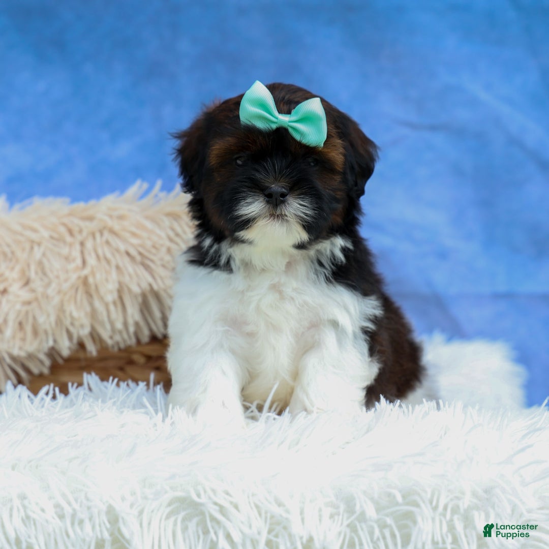 Shihpoo dogs for sale: King - Image 14