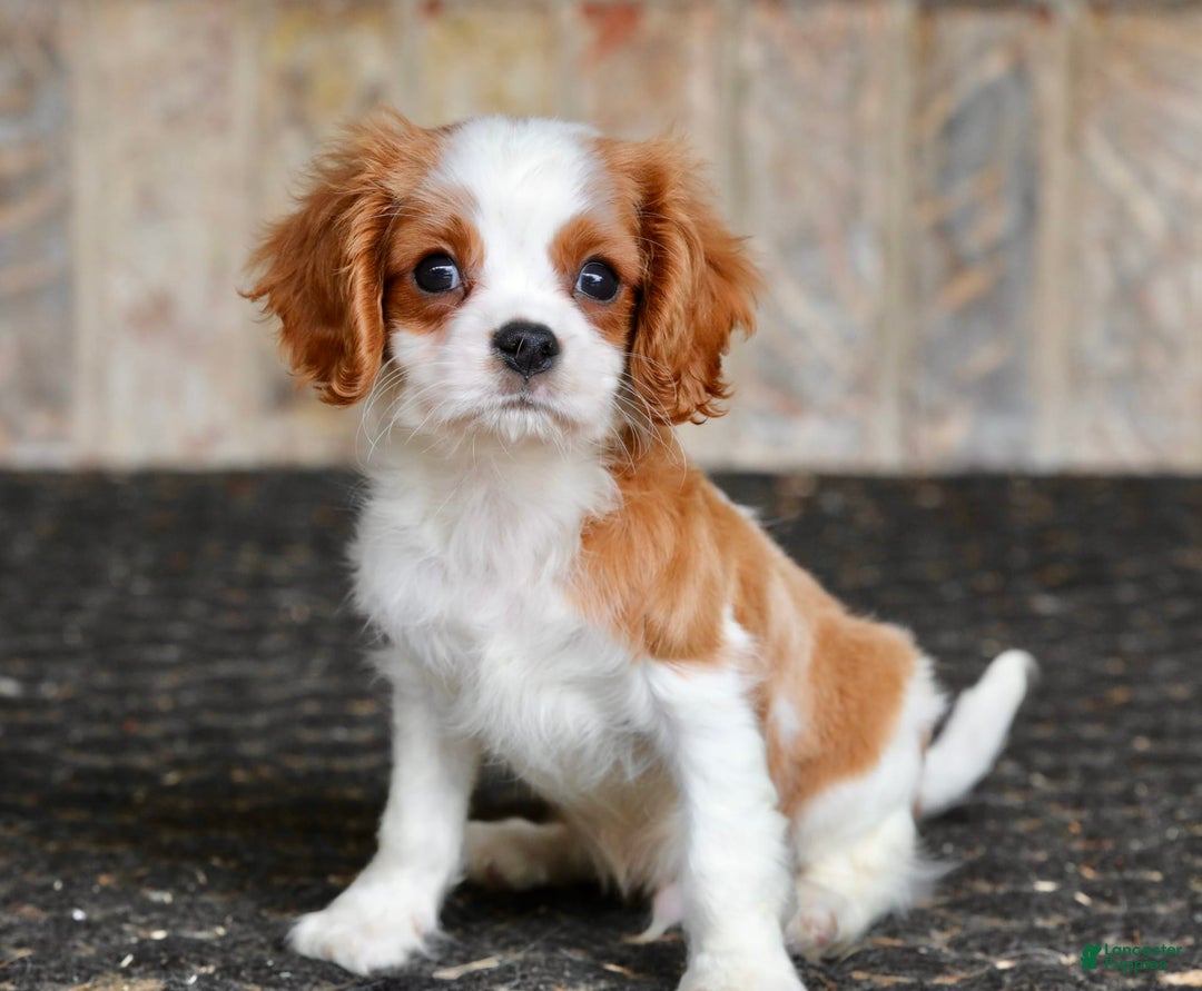 Cavalier King Charles Spaniel dogs for sale: Loki - Image 14