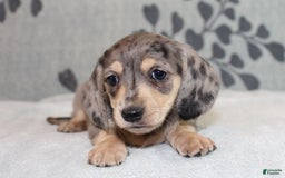 Miniature Dachshund dogs for sale: Leia - Image 3